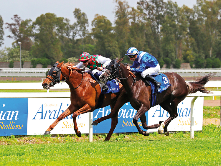 Arabian racing